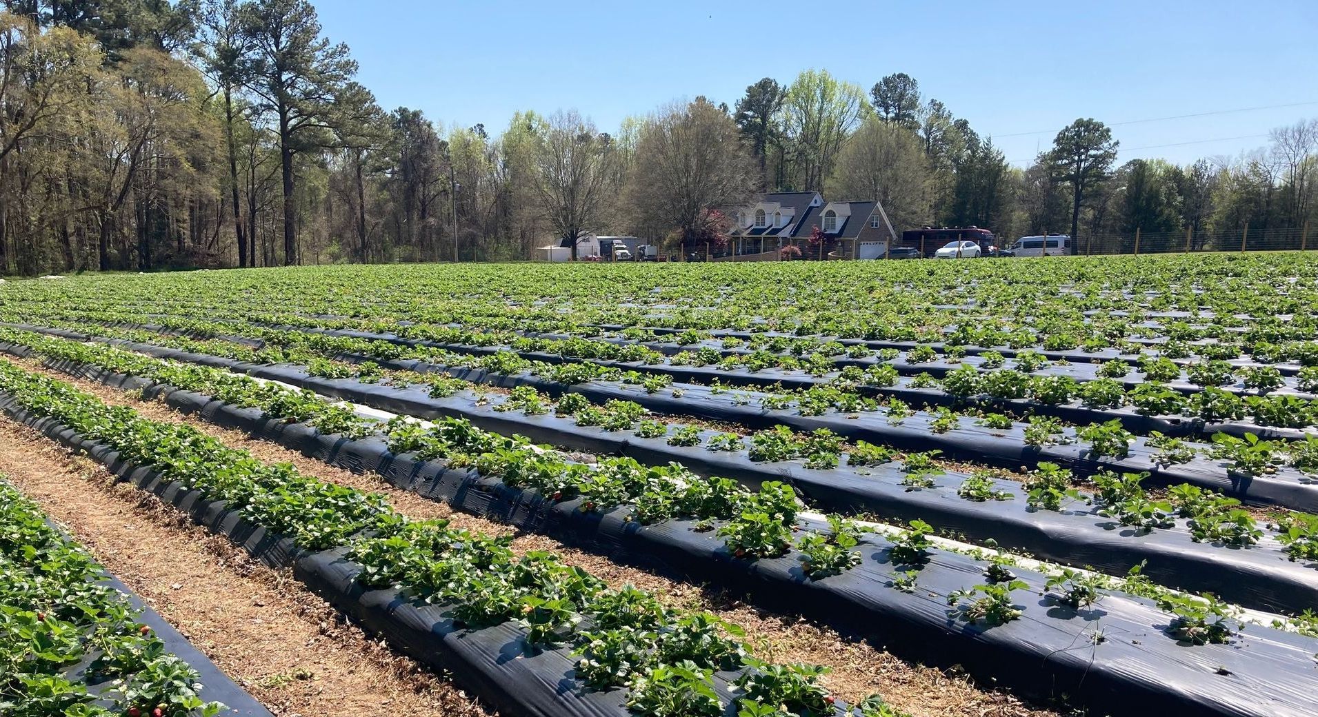 Rows of strawberry plants covered in black plastic in a sunny farm field. Grasshopper Farms Knightdale, NC