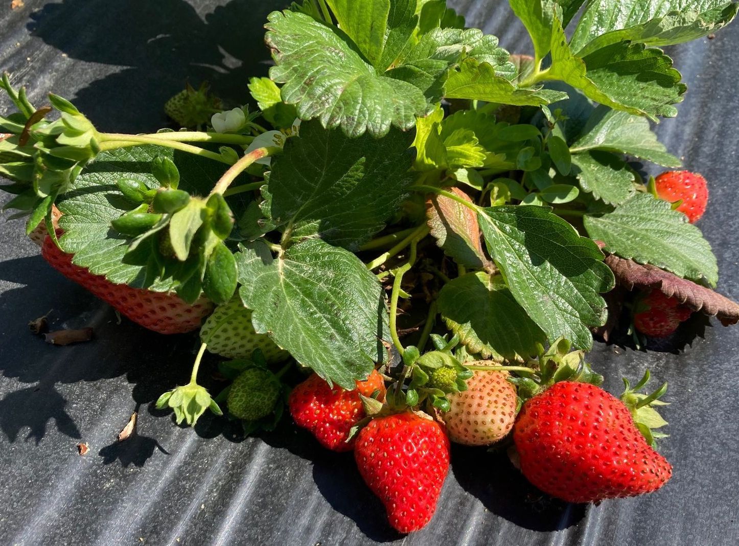 Ripe red strawberries growing on a leafy plant under black plastic mulch. Grasshopper Farms Knightdale, NC