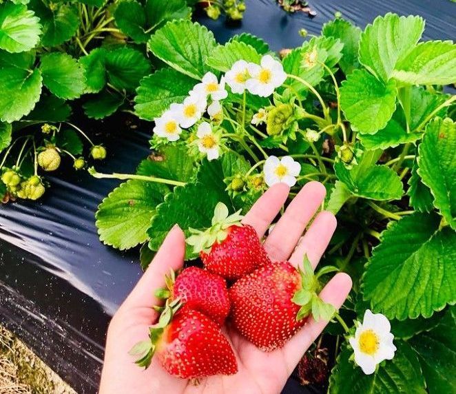 Hand holding ripe red strawberries among green strawberry leaves and white blossoms. 