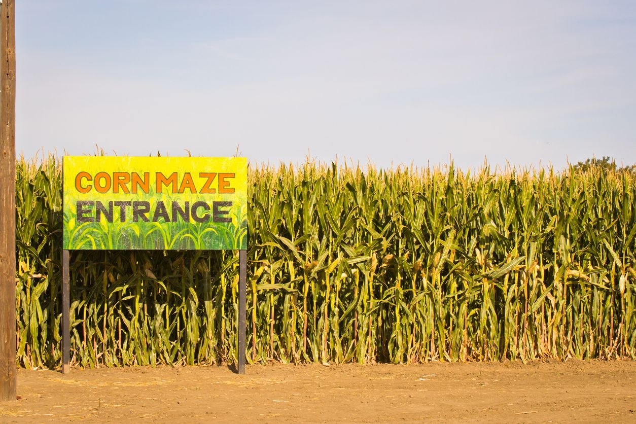 Corn maze entrance sign beside a tall cornfield under a clear sky. Grasshopper Farms Knightdale, NC