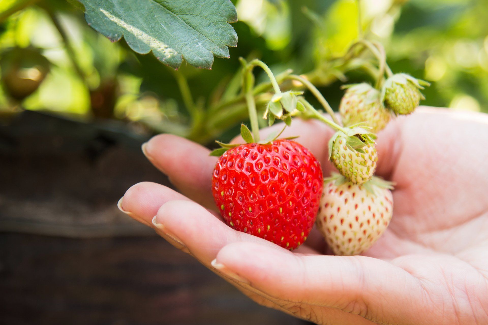 Strawberry picking