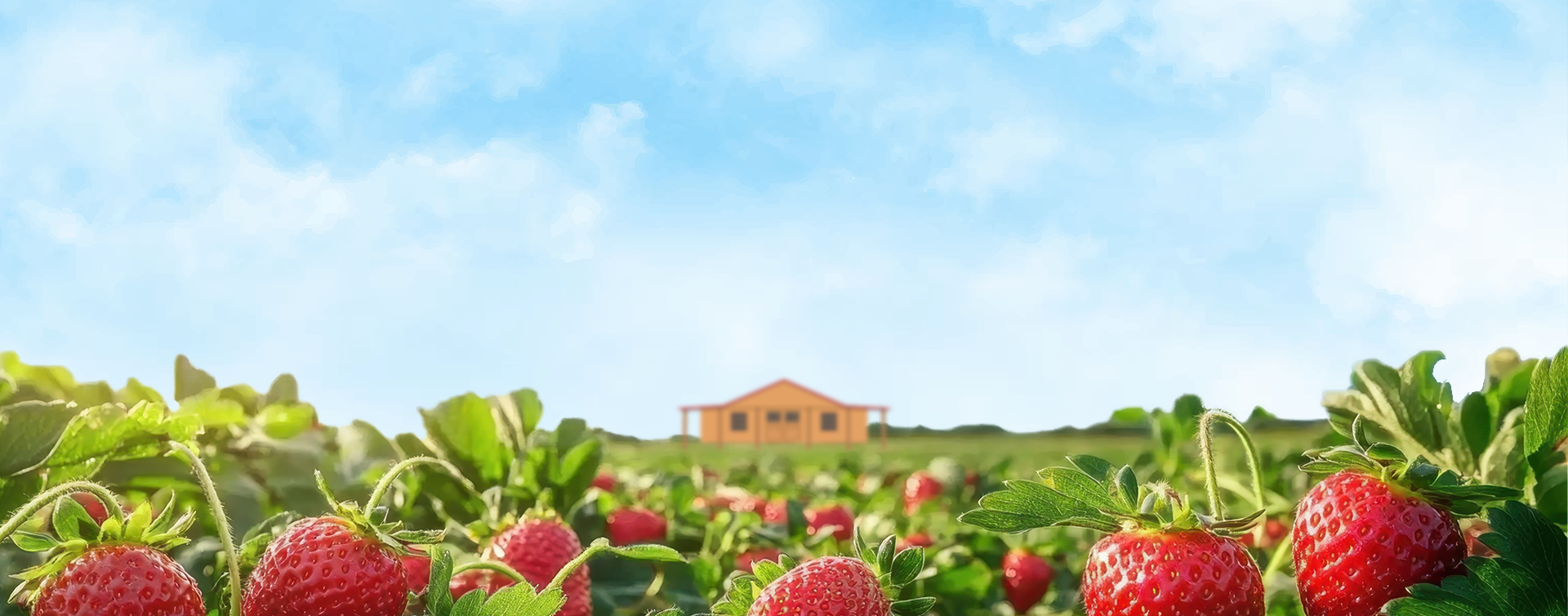 Strawberries in a field with a farmhouse and blue sky in the background. Grasshopper Farms Knightdale, NC