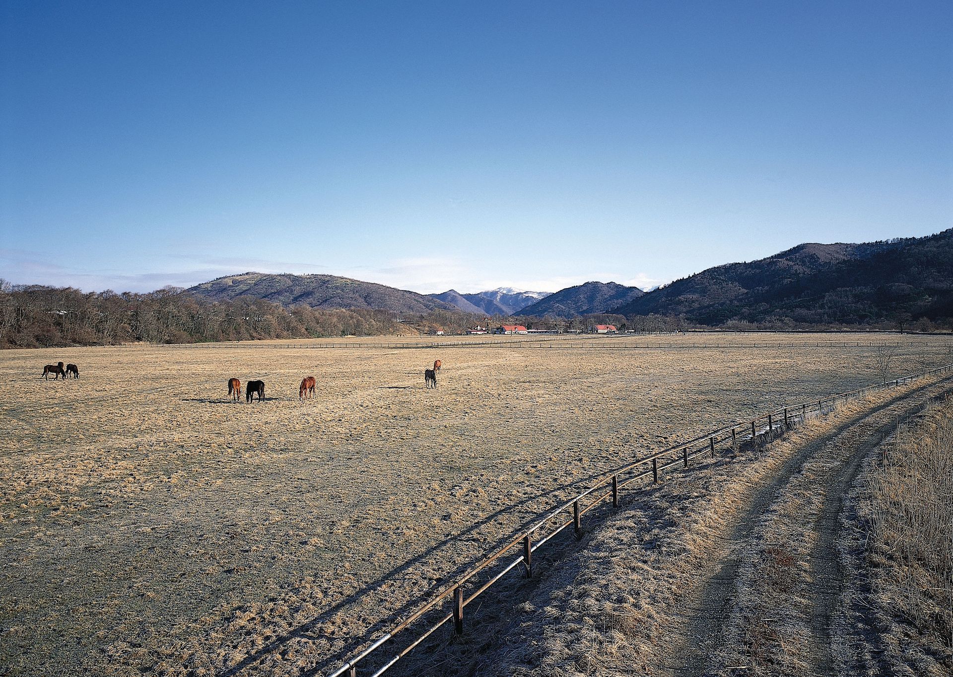 Field with grazing horses, mountains in background, under a blue sky.