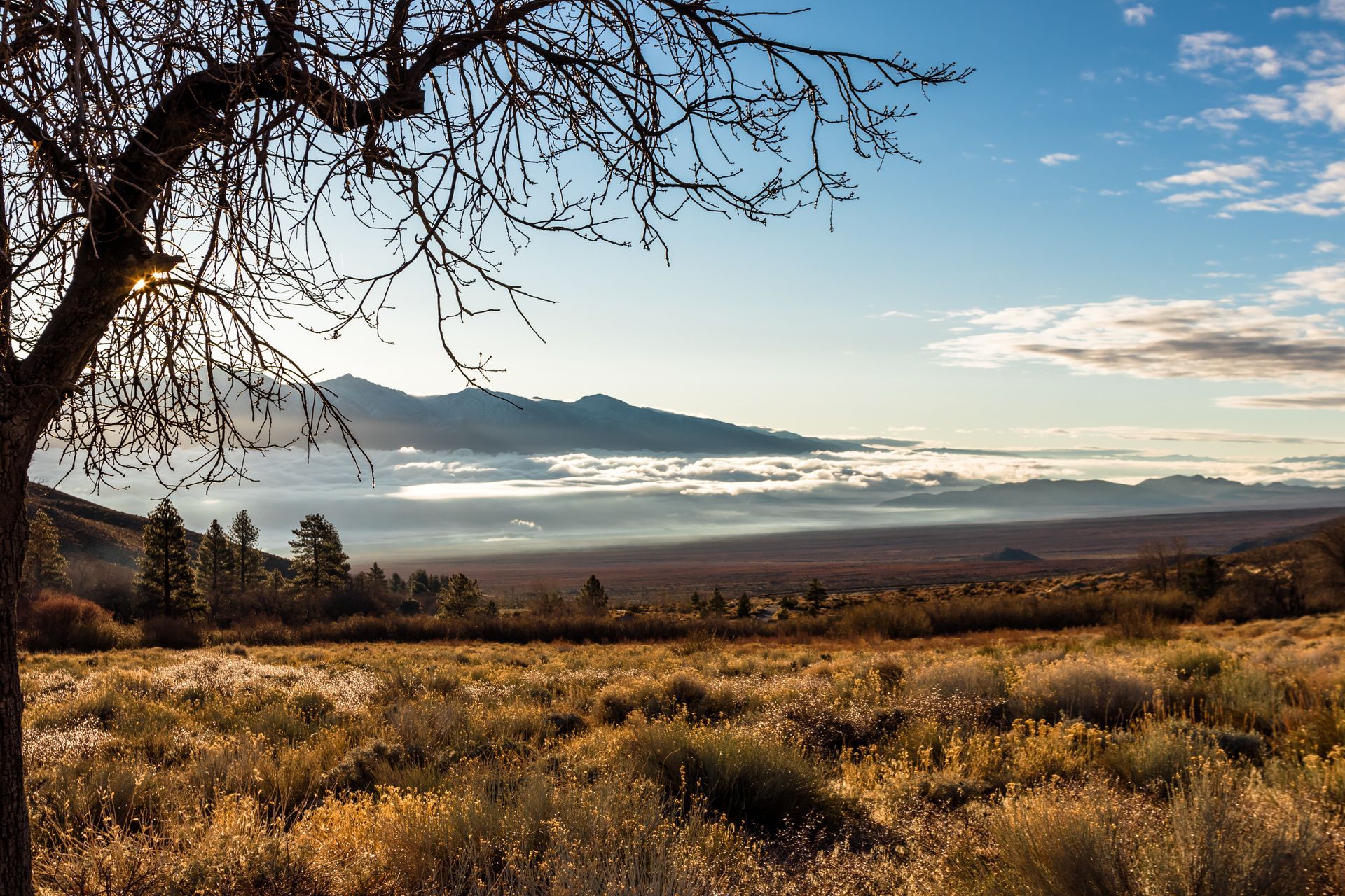 Bare tree frames a valley with low clouds, mountains in the distance, and golden-lit field.