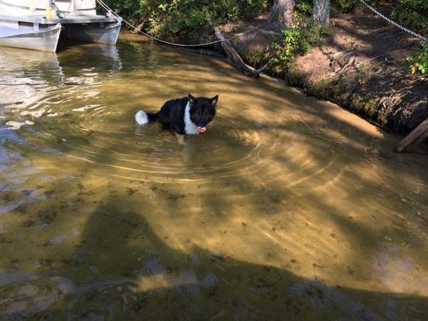 A Black and White Dog is Swimming in a River — Portsmouth, NH — Lager Susan R A Black and White Dog is Swimming in a River — Portsmouth, NH — Lager Susan R