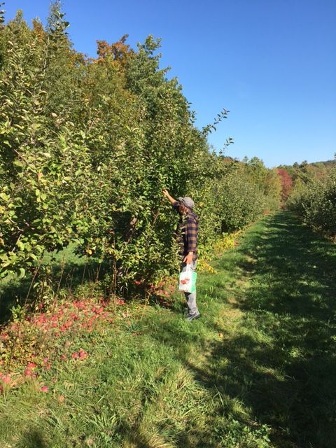 A Man Harvesting Fruit — Portsmouth, NH — Lager Susan R A Man Harvesting Fruit — Portsmouth, NH — Lager Susan R