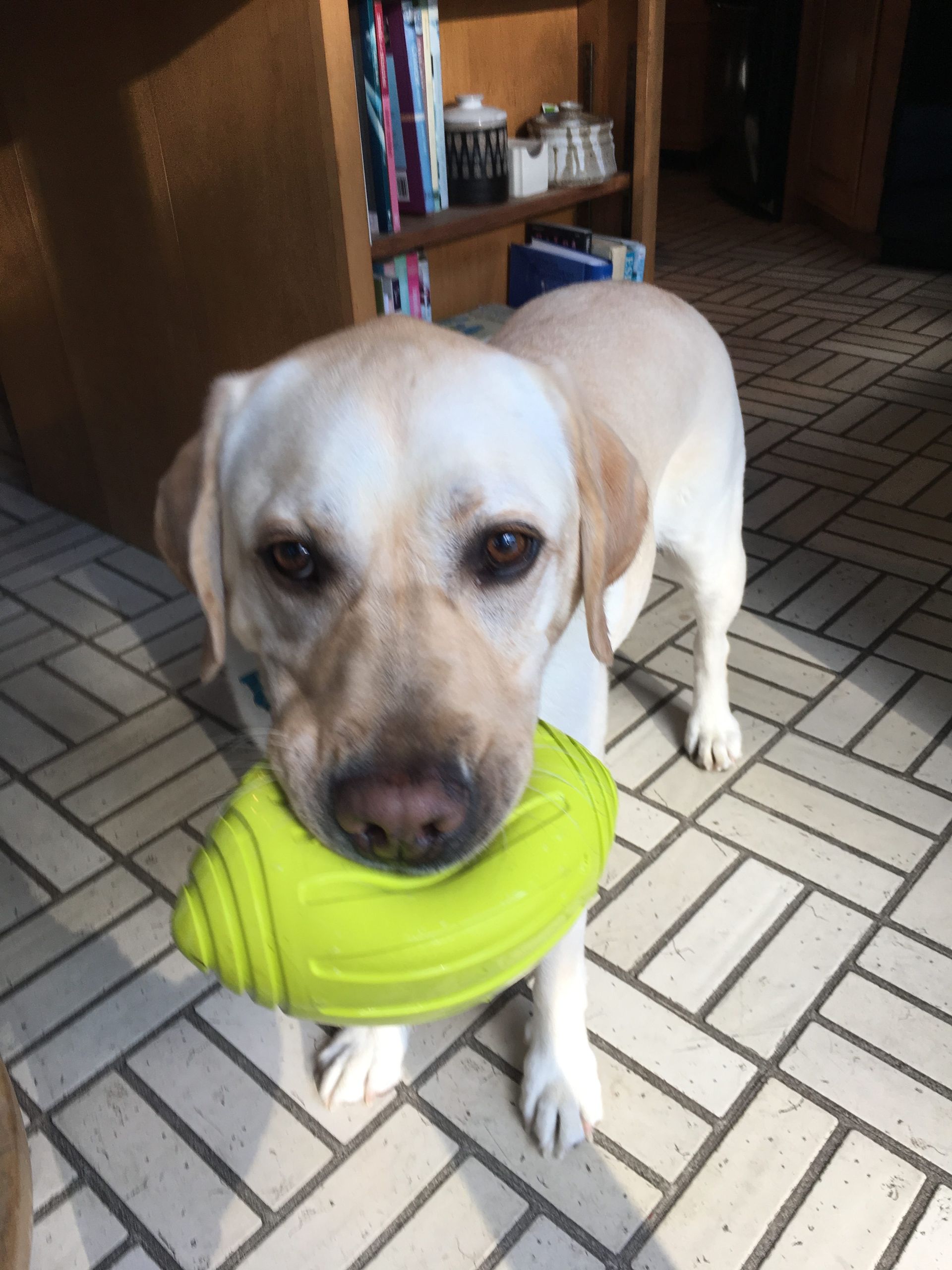 A Dog With a Green Toy in Its Mouth — Portsmouth, NH — Lager Susan R