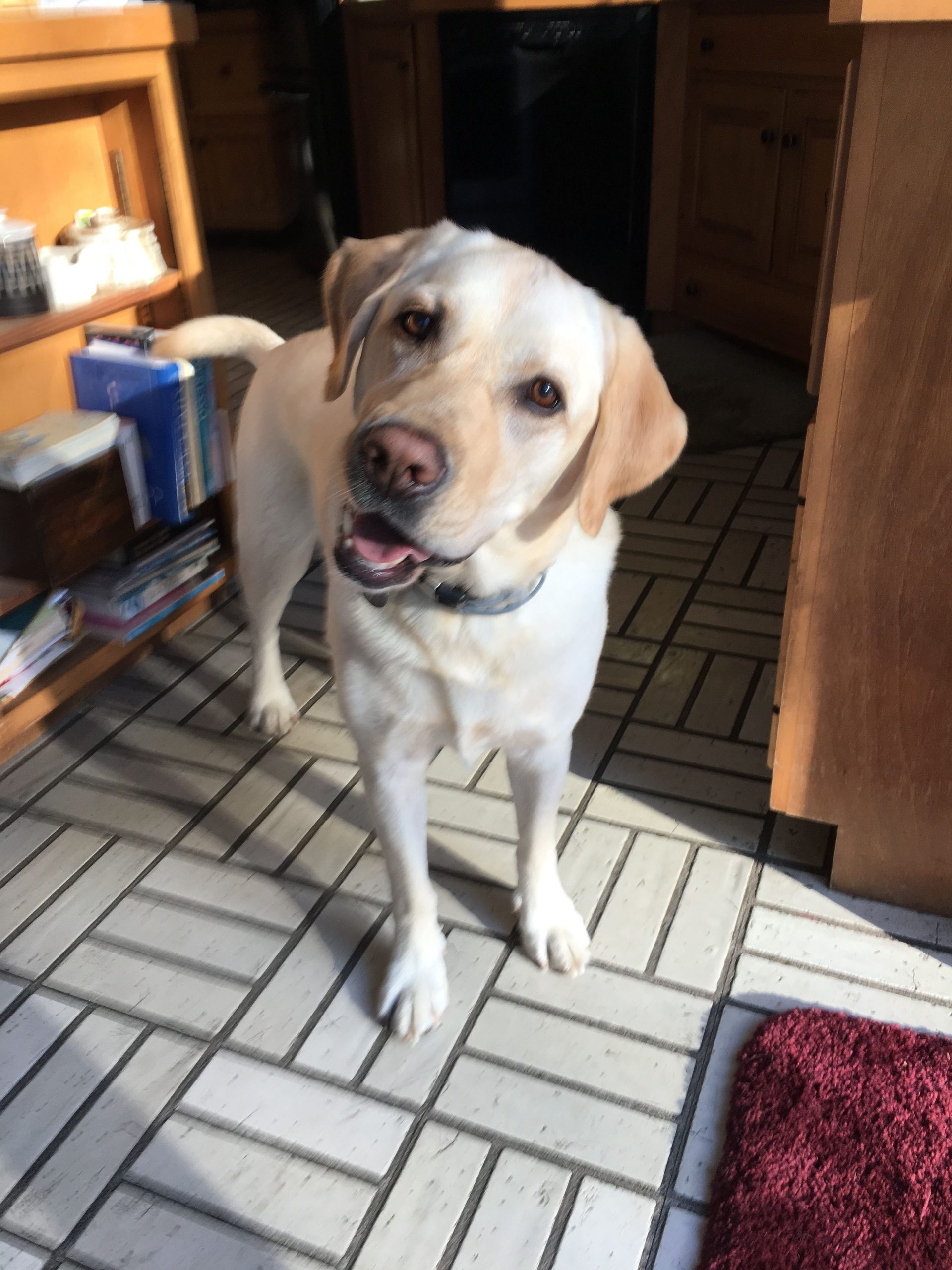 A Dog Standing — Portsmouth, NH — Lager Susan R A Dog Standing — Portsmouth, NH — Lager Susan R