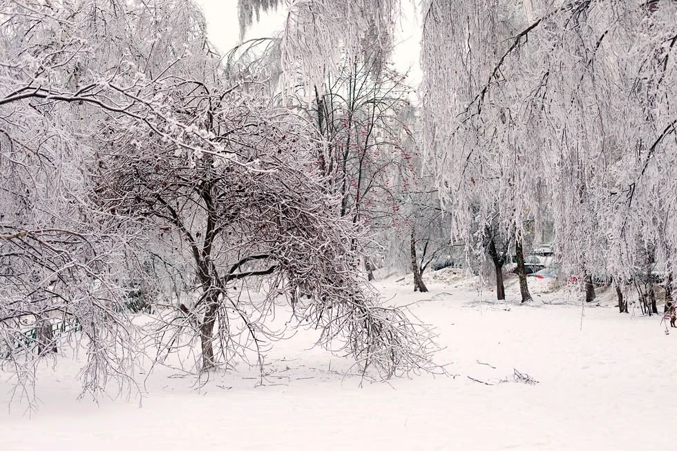 A Snowy Forest With Trees Covered in Snow and Ice — Portsmouth, NH — Lager Susan R
