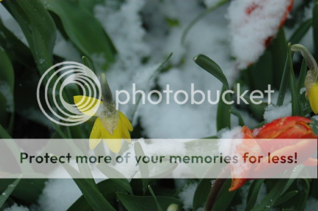 A Picture of Flowers — Portsmouth, NH — Lager Susan R