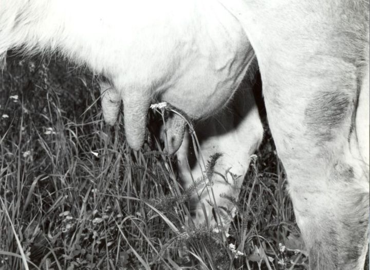 immagine storica mungitura