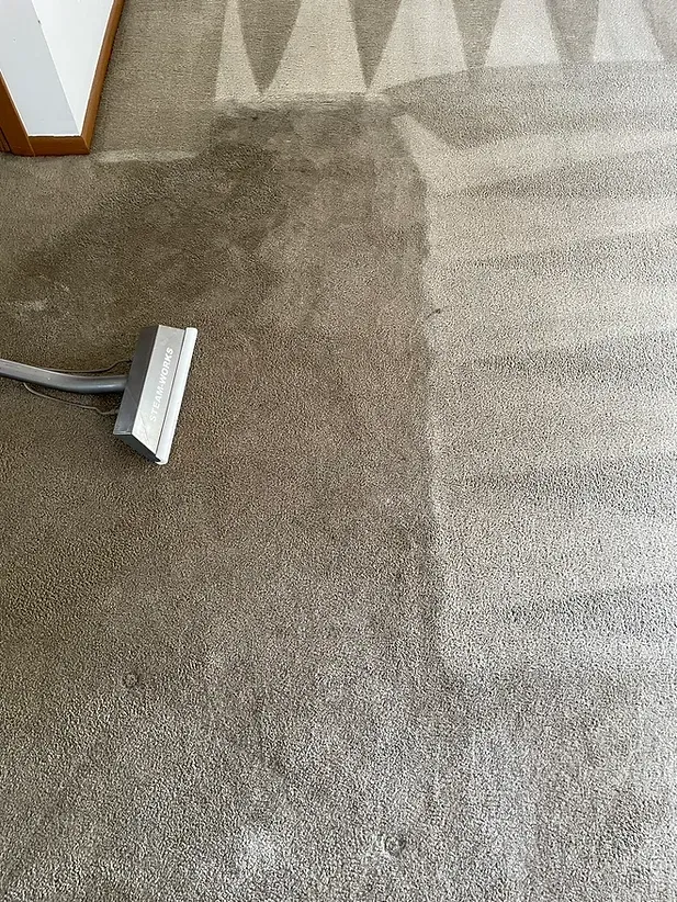 Carpet being cleaned with a vacuum, showing a clear line between dirty and cleaned sections.