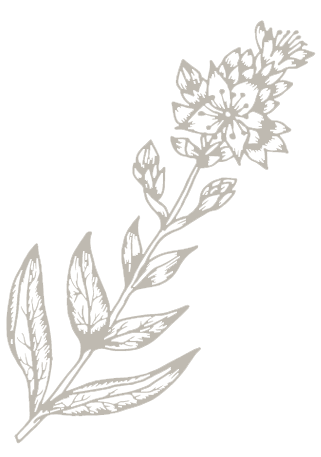 Illustration Blume