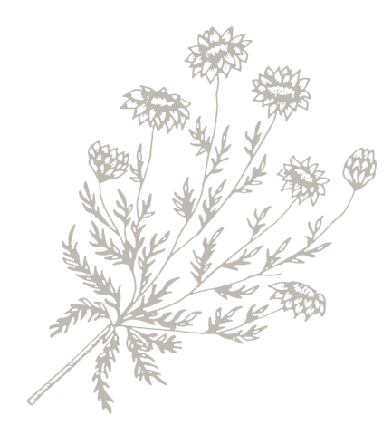 Grafik einer Blume