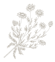 Illustration Pflanze