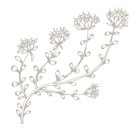 Illustration Blume
