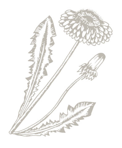 Illustration Löwenzahn