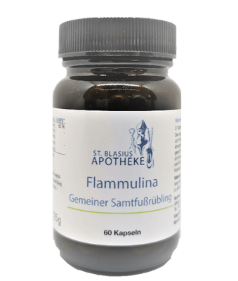 Flammulina – Der gemeine Samtfußrübling