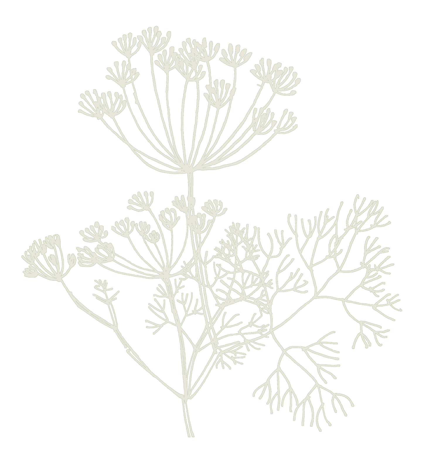 Pflanze Illustration