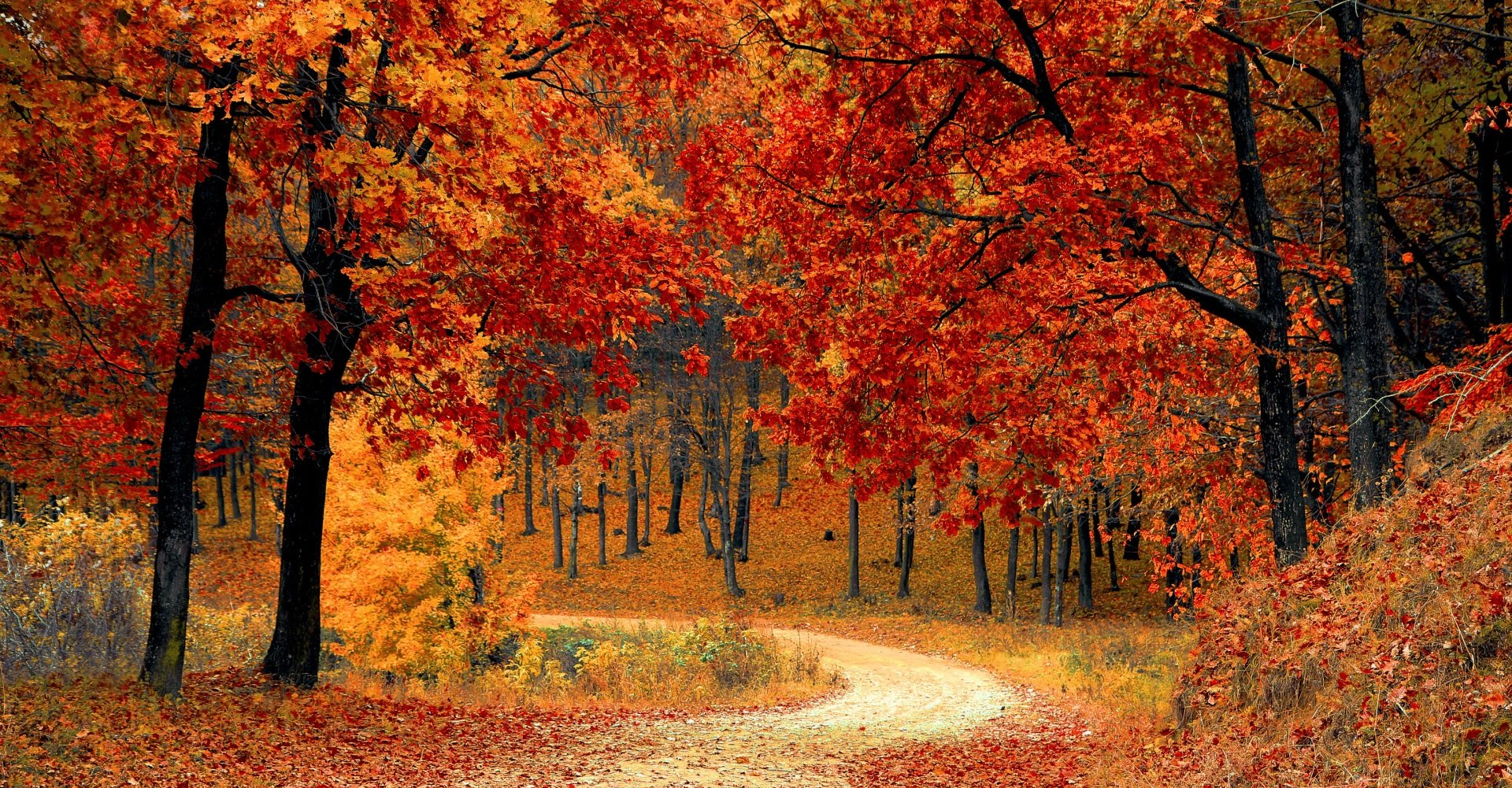 A dirt road in the middle of a forest with trees covered in leaves.