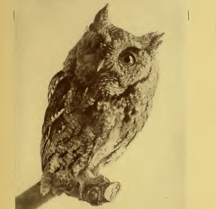 an old photo of a screech owl