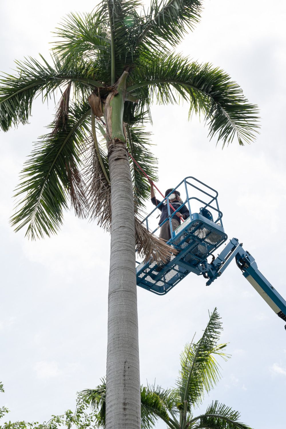 A man is standing on a crane cutting a palm tree.