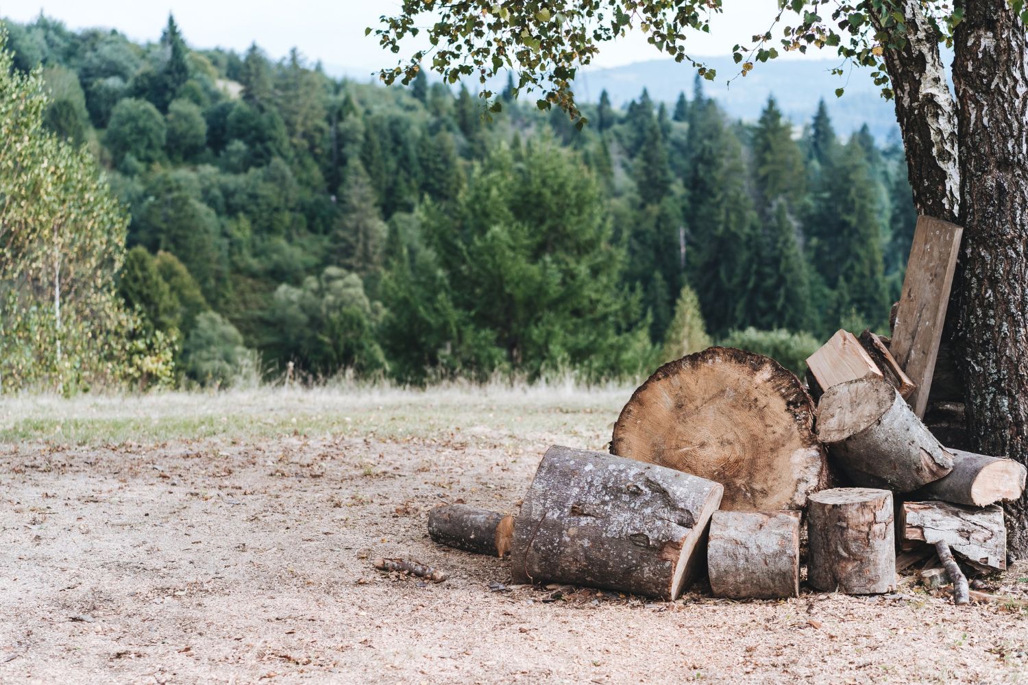 A pile of logs sitting under a tree in a field.