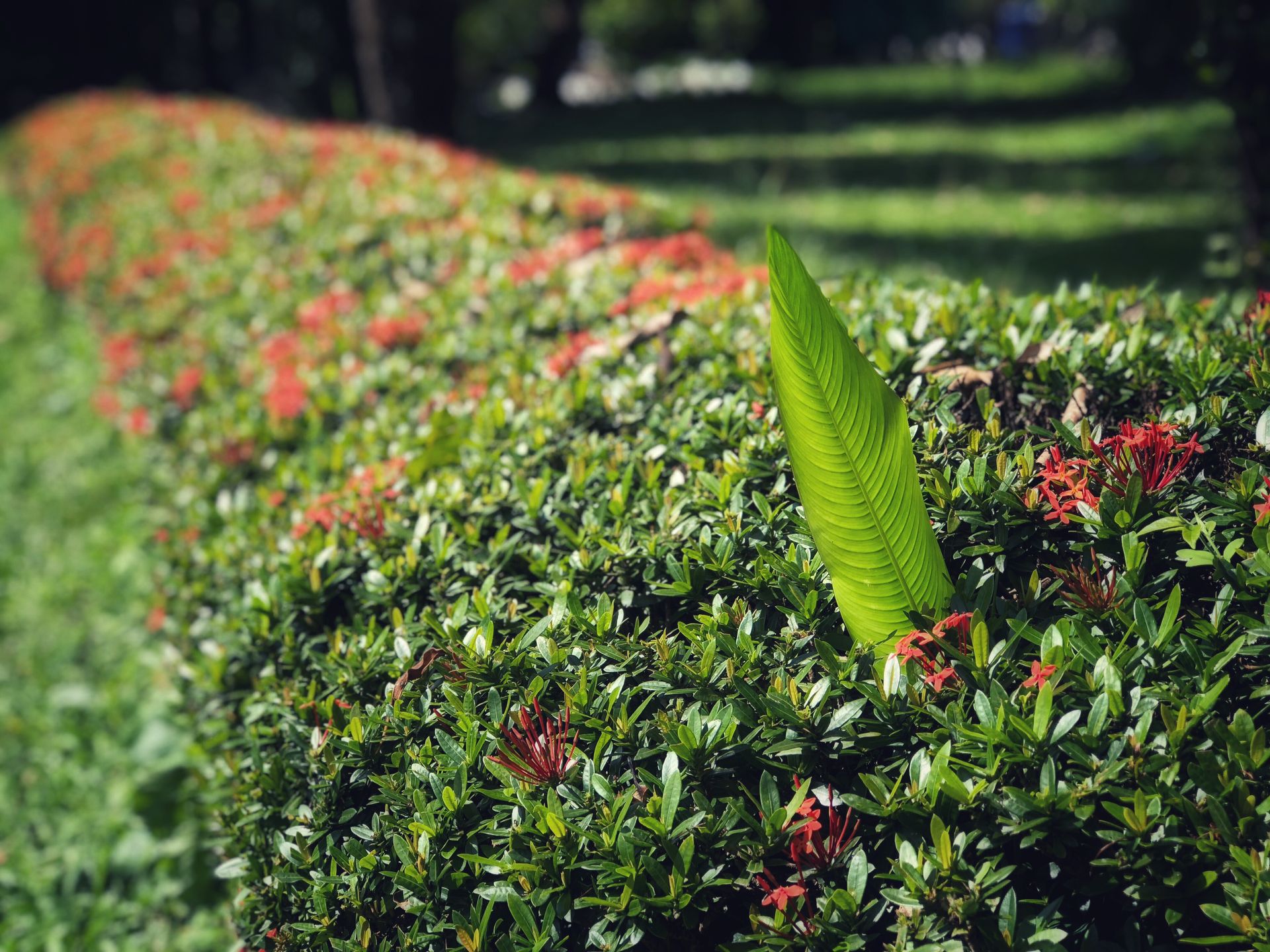 A green leaf is growing out of a hedge.
