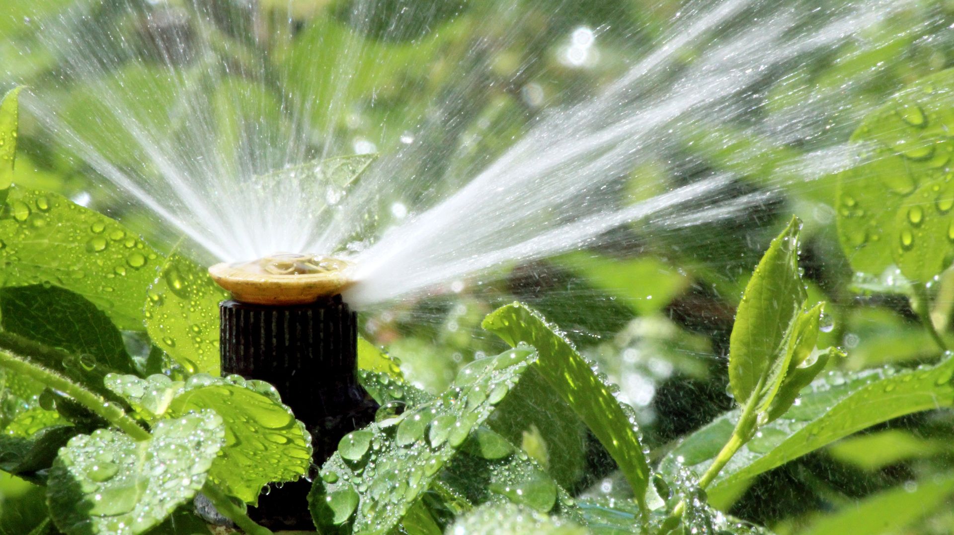 Garden sprinkler spraying water over green leaves