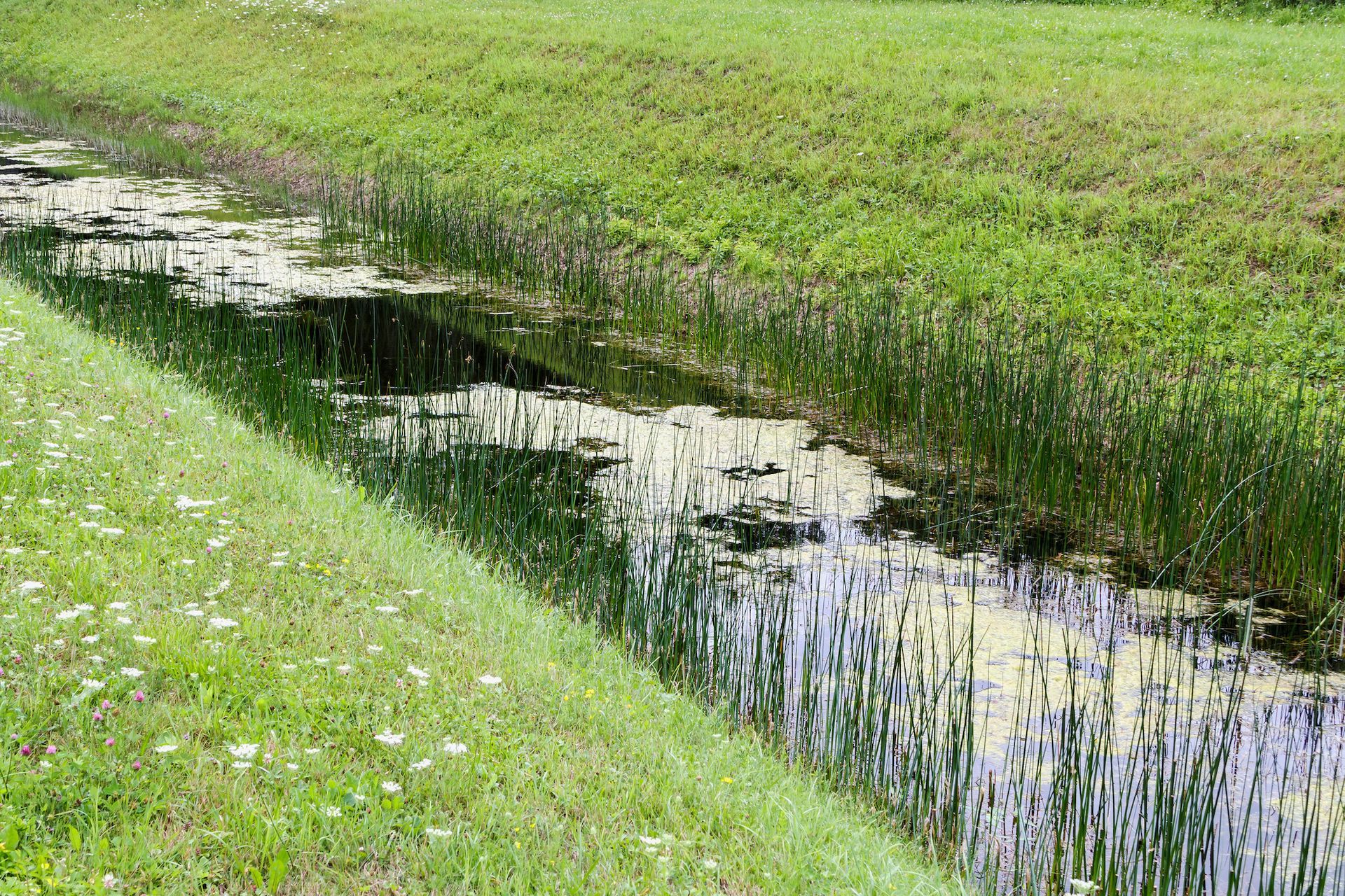A narrow, grassy-banked waterway with dark water and aquatic vegetation.