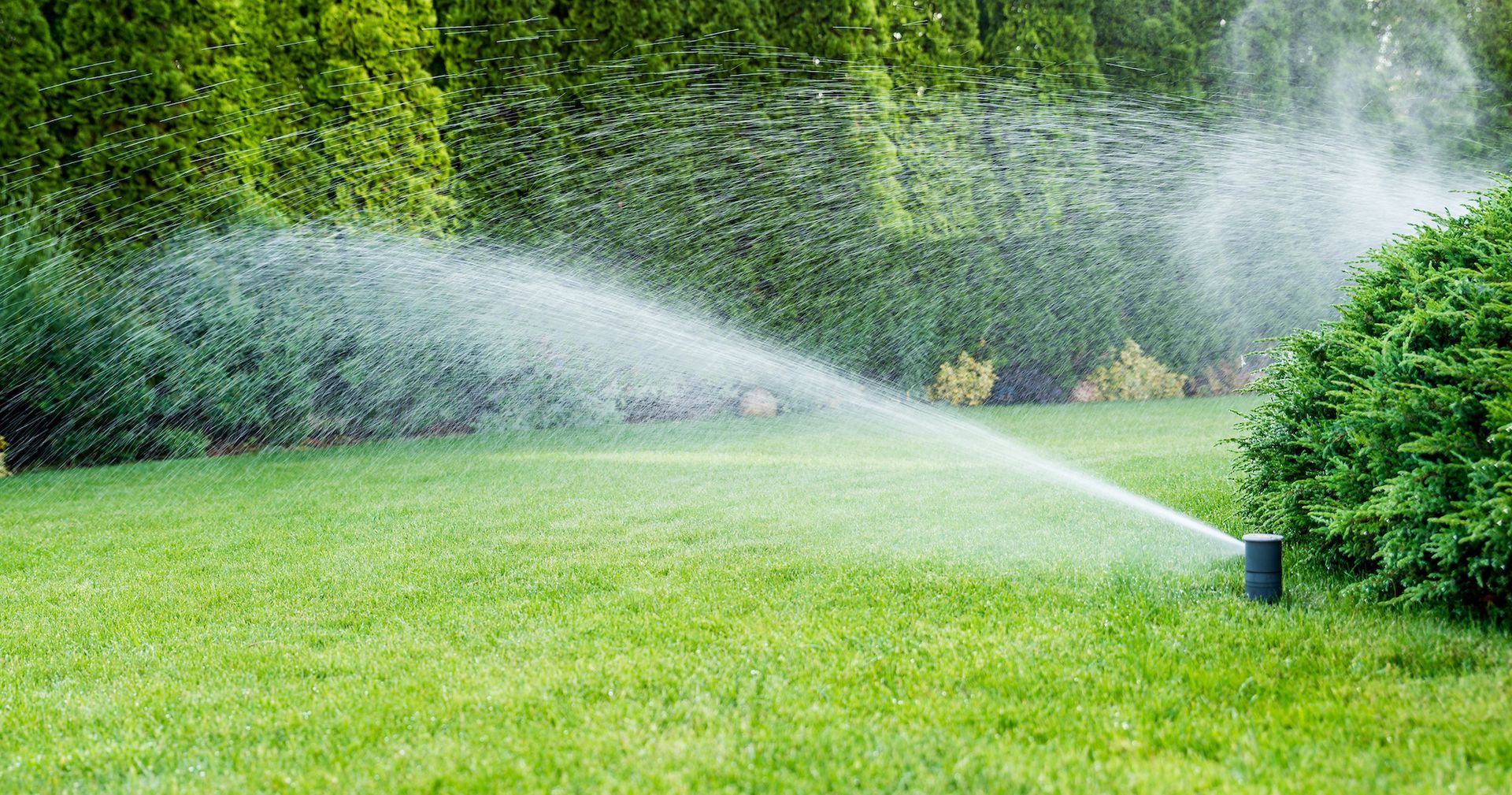 Lawn sprinkler spraying water across a green yard with bushes in the background