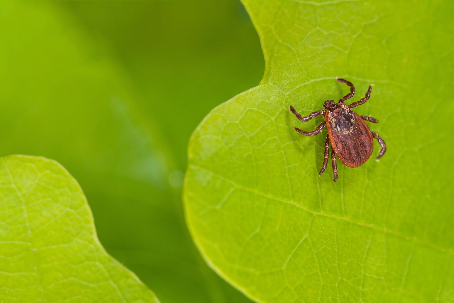 A tick is sitting on a green leaf.