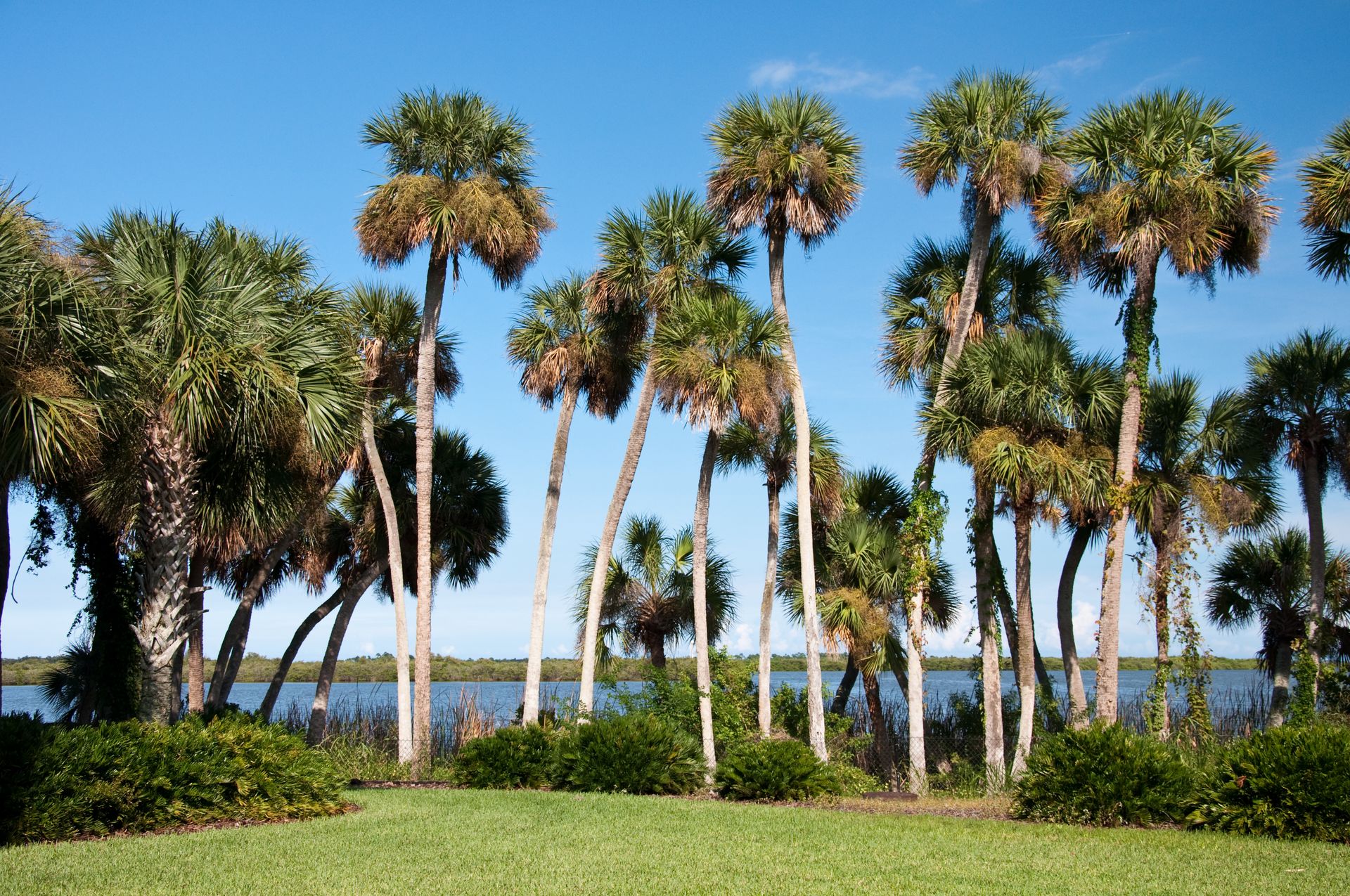 A row of palm trees in a field with a lake in the background