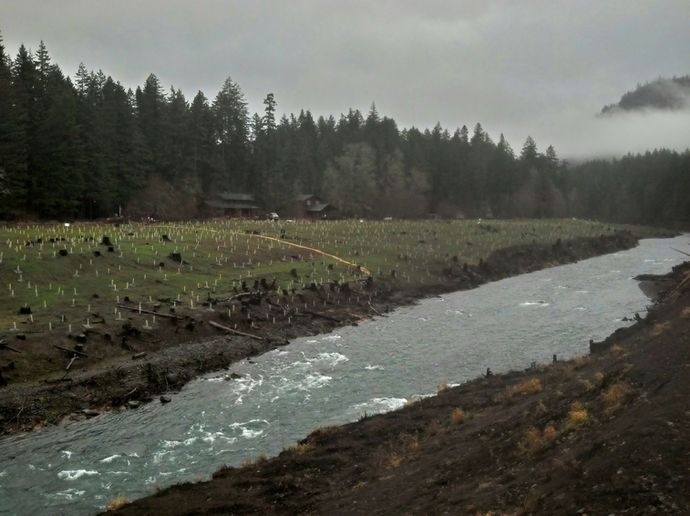 A river flows beside a grassy field planted with young trees in protective tubes, backed by a dark, foggy forest.