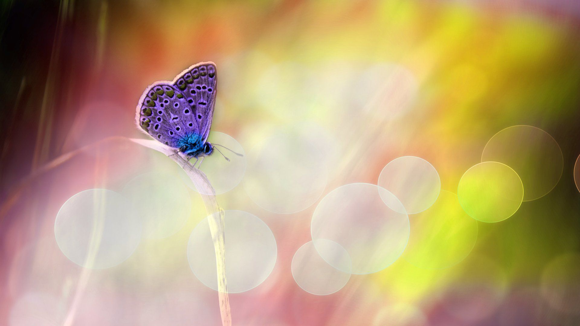 Schmetterling in der Natur mit Bokeh