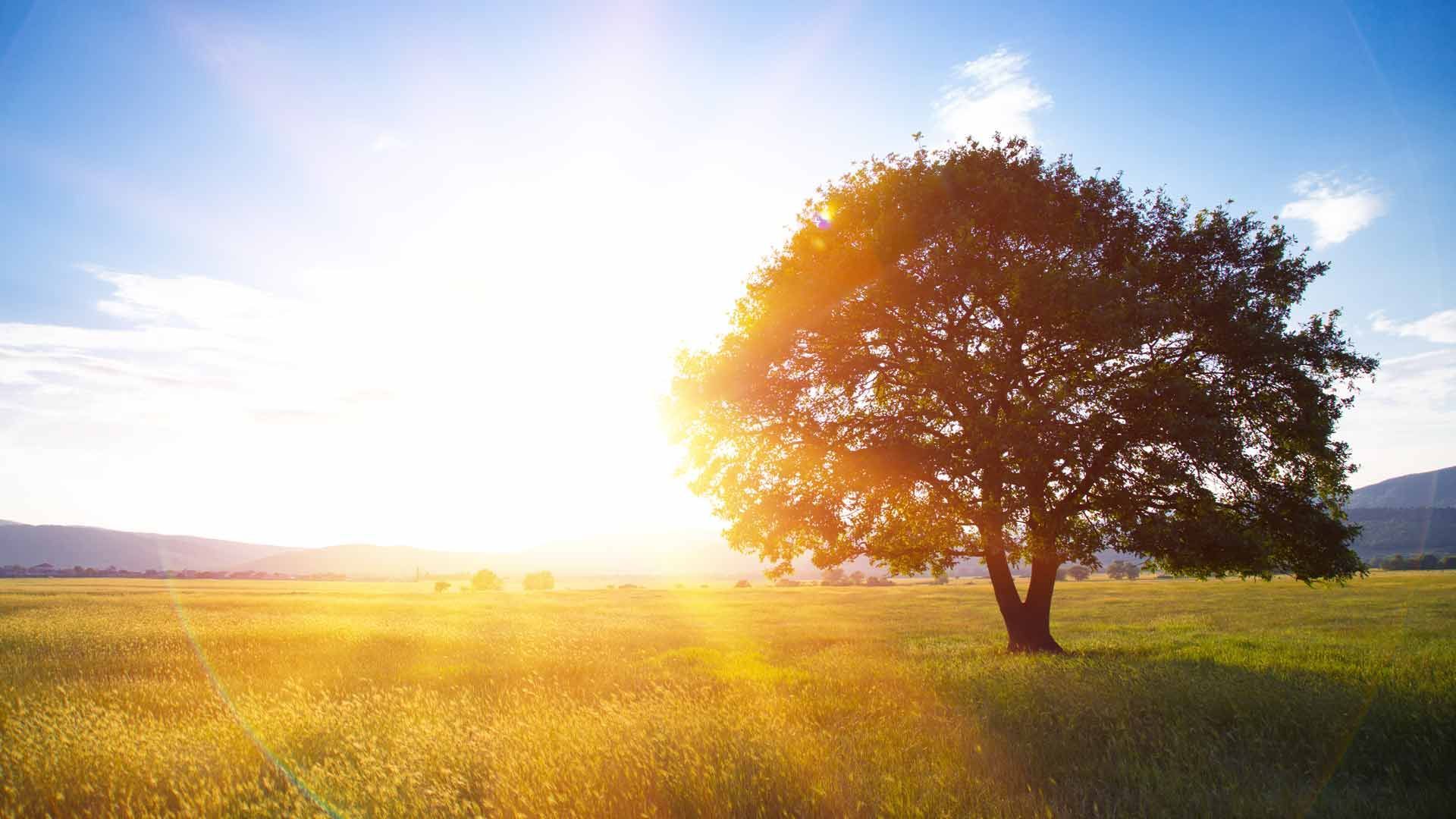Großer Baum auf einer grünen Wiese bei Sonnenuntergang