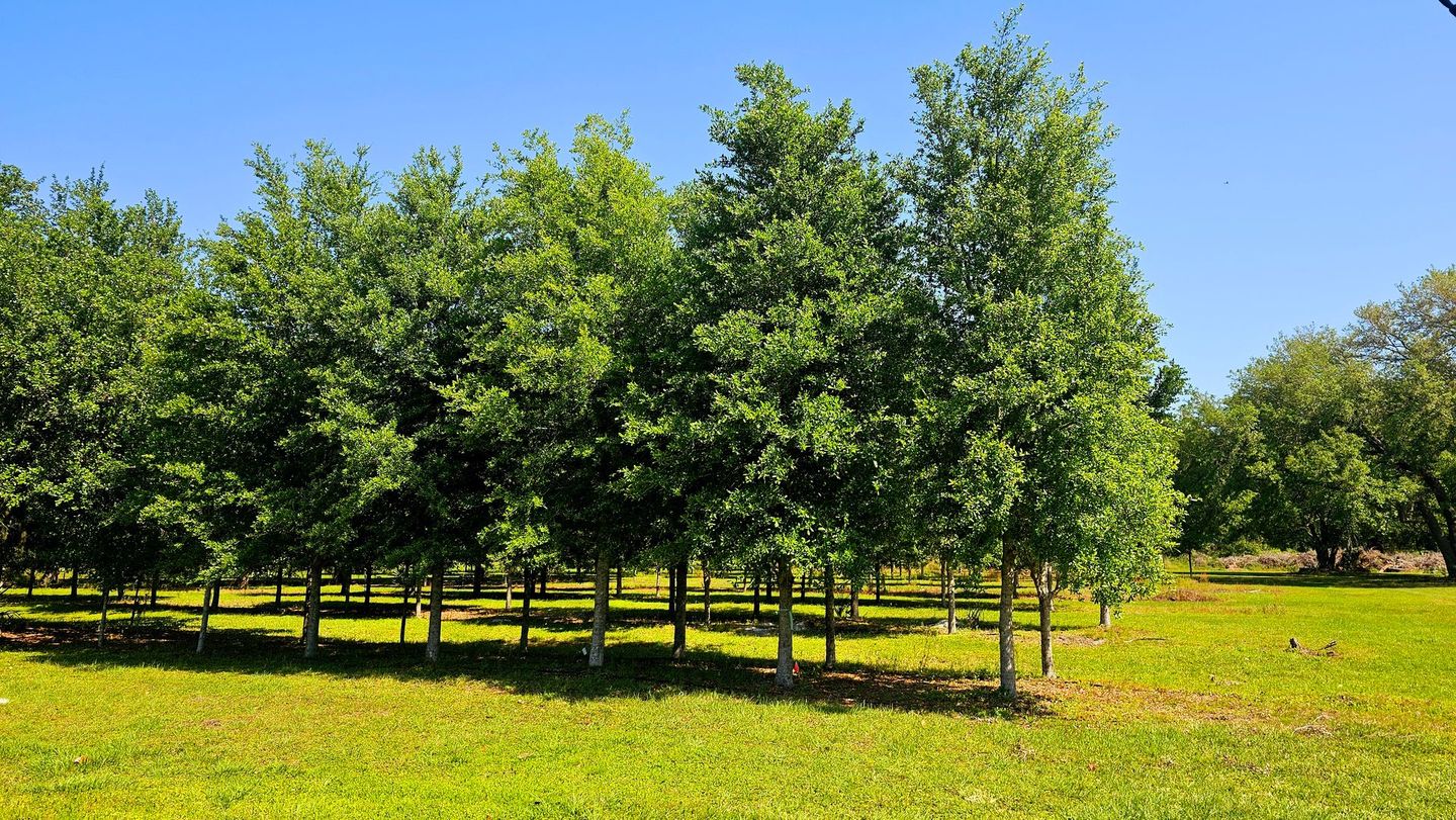 Florida Live Oaks