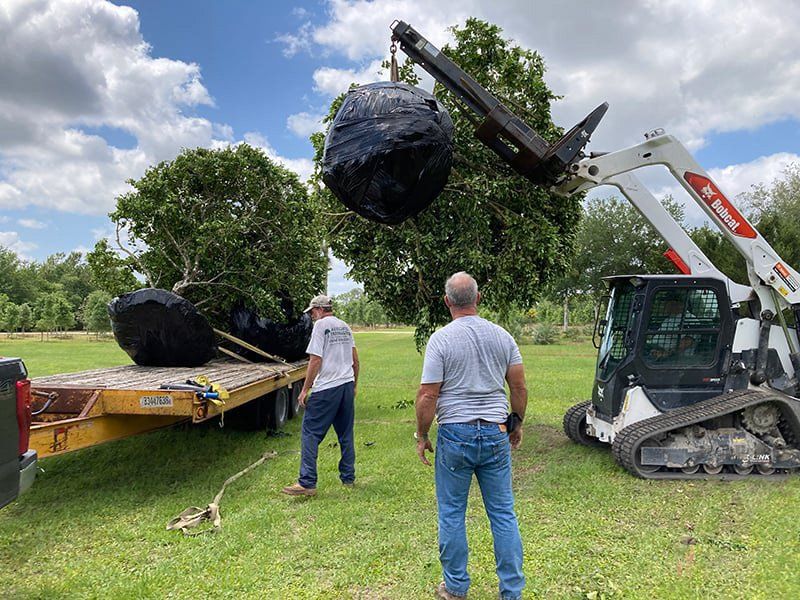 Transplanting Large Trees for Delivery — St. Augustine, FL — Associated Treemasters