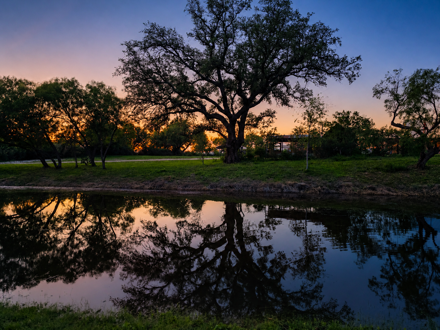 Silhouetted tree at sunset reflected in a calm pond with a grassy shoreline