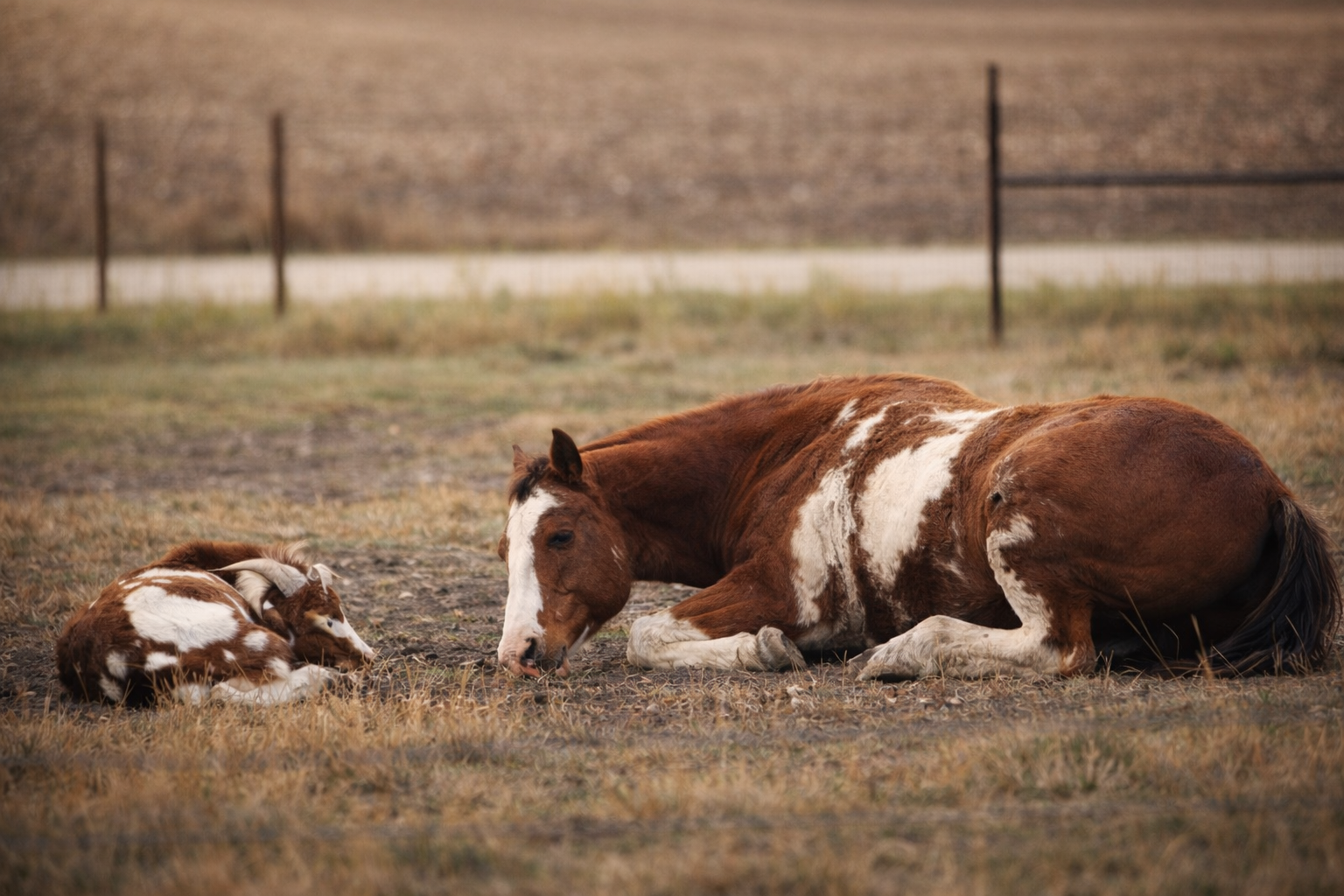 A brown and white horse lying down in a grassy field next to a brown and white goat