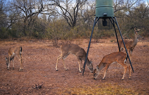 Three deer grazing beneath a raised water tank in a dry woodland.
