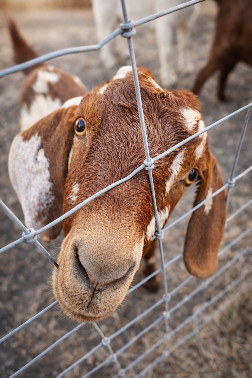 Brown-and-white goat peeking through a wire fence, close-up in a barnyard.