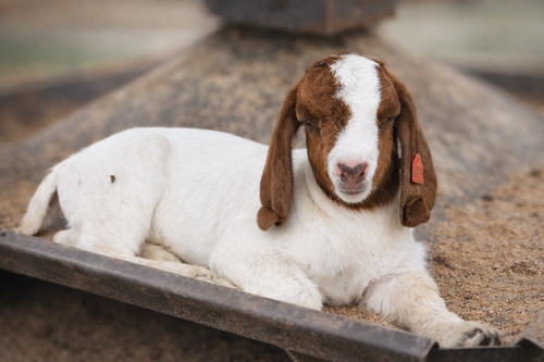 White and brown goat lying on a wooden trough, facing the camera.