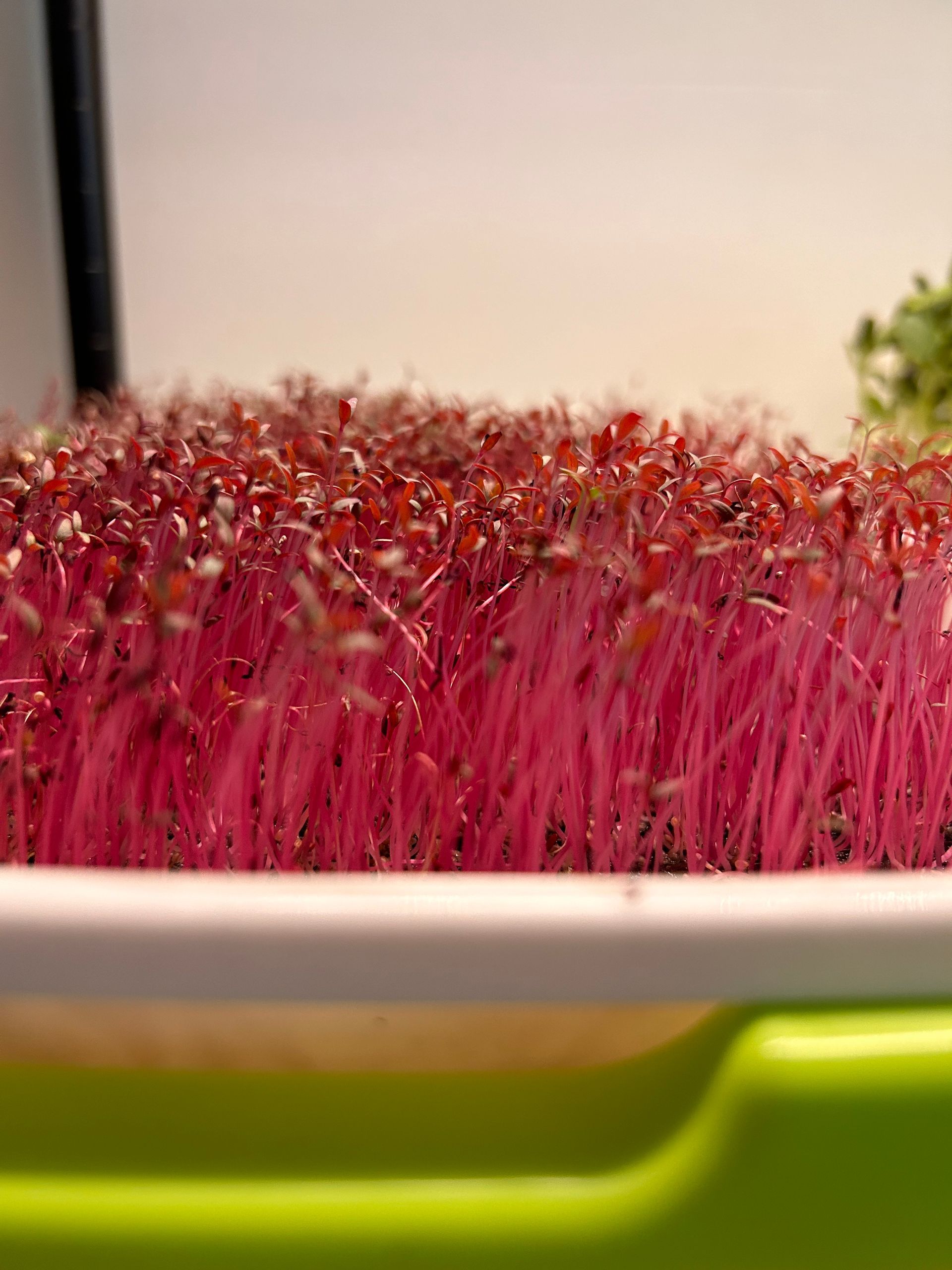 Bright pink microgreens growing densely in a green tray under a bright light.