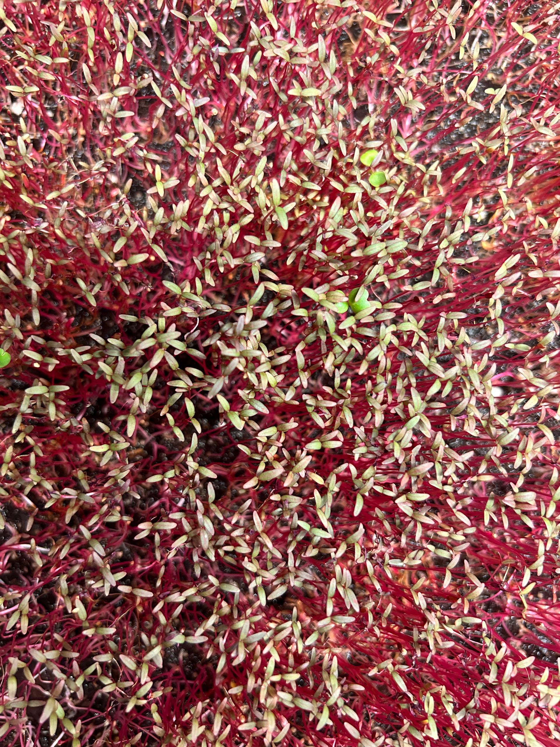 Bright pink microgreens growing densely in a green tray under a bright light.