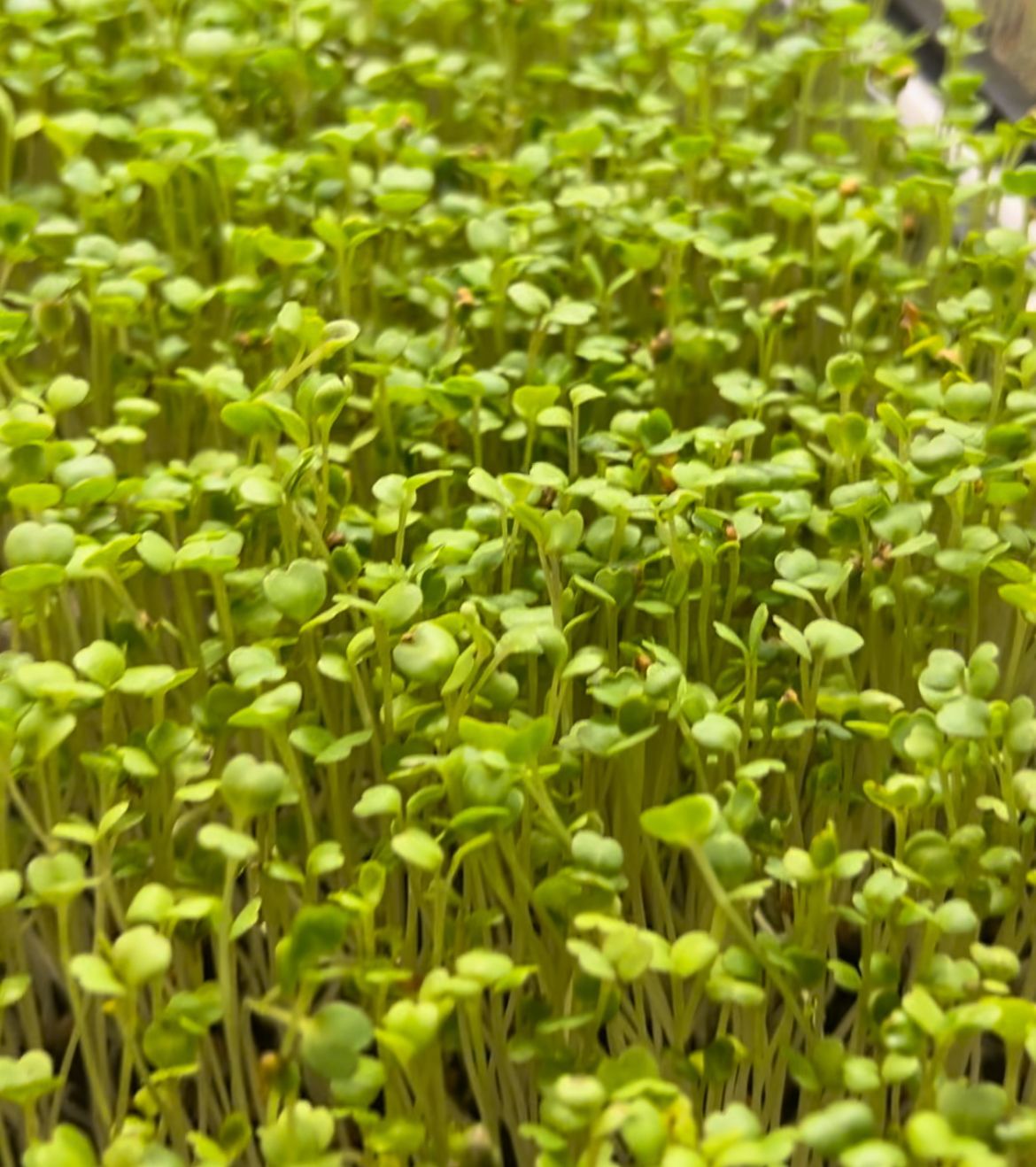 Close-up of a tray of densely packed, green microgreens with small, oval-shaped leaves and thin stems.