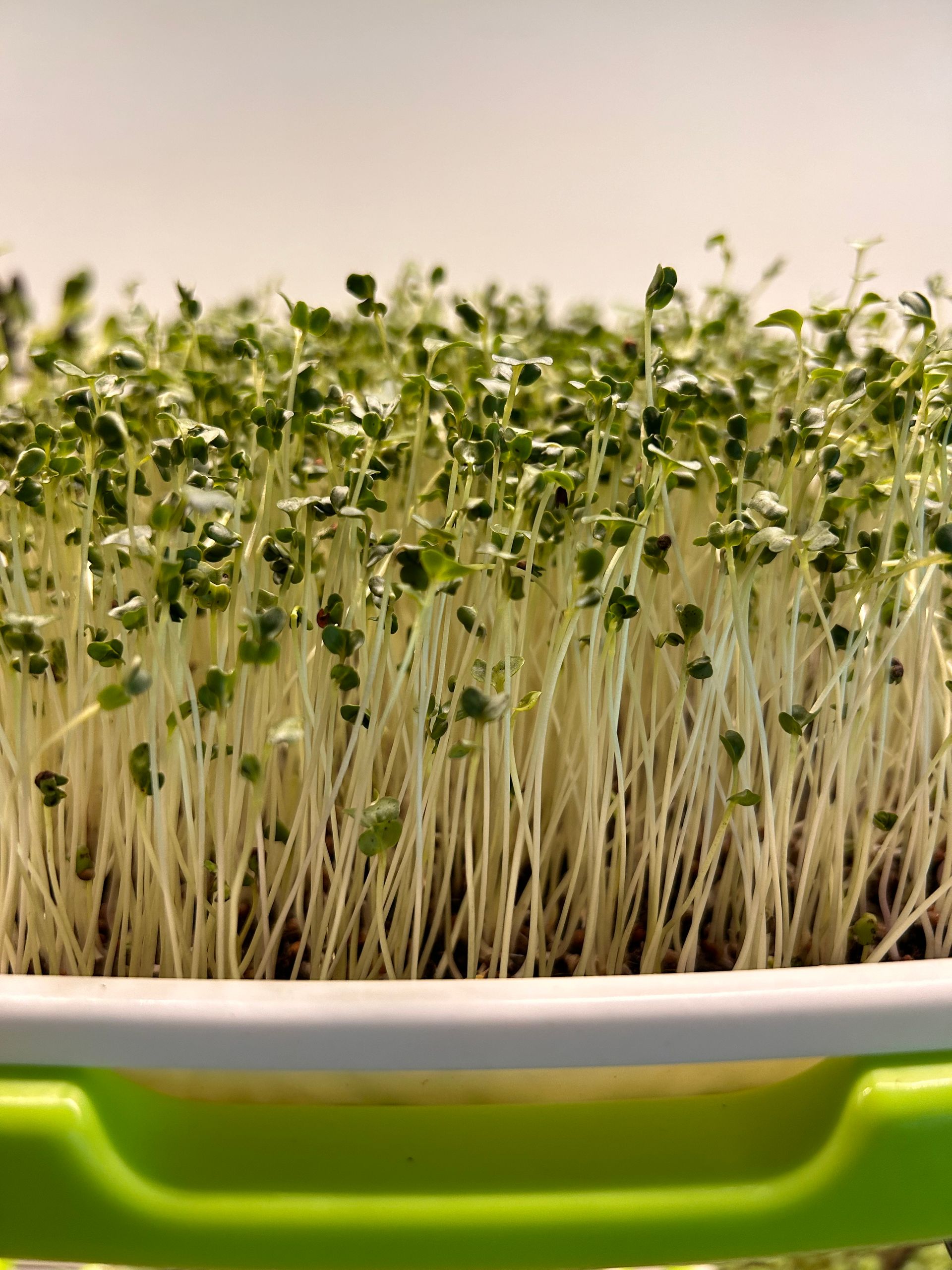 BroccoIi (LARGE)