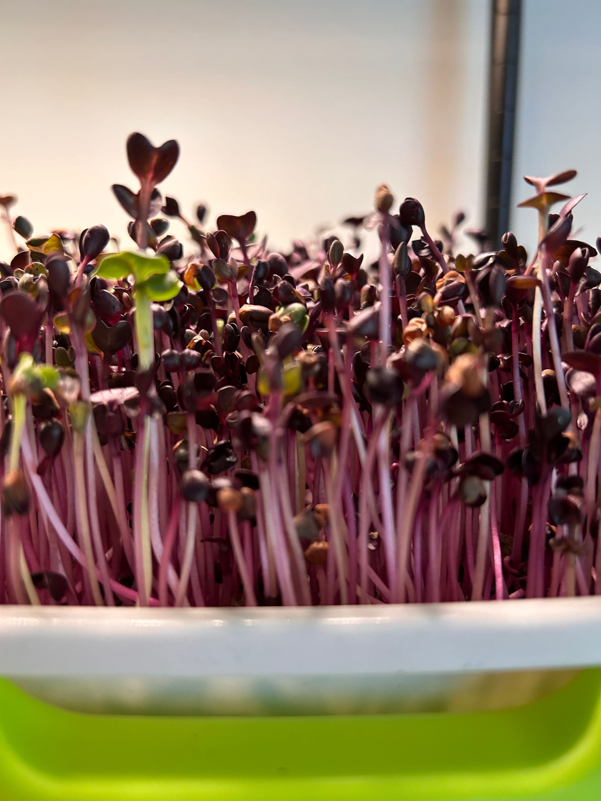 Purple radish microgreens growing in a white tray.