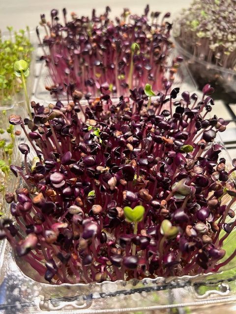 Purple radish microgreens growing in a white tray.