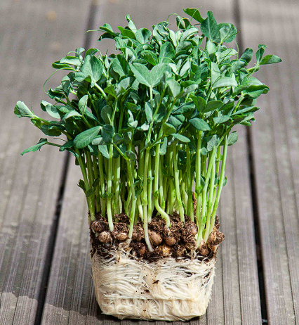 Pea Shoots (SMALL)